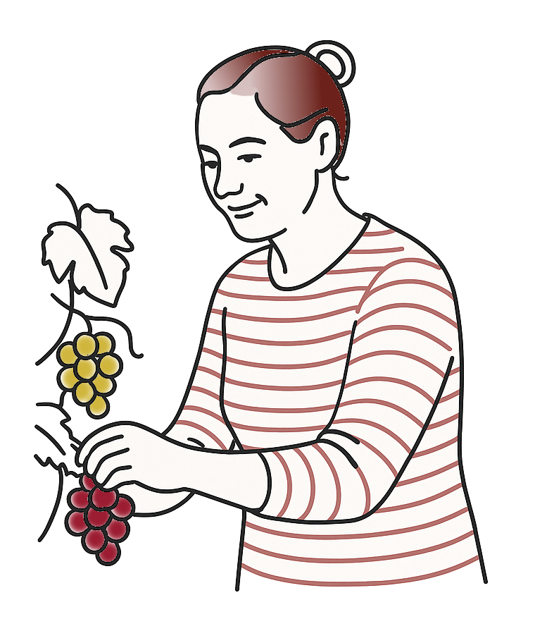 Ilustracja współwłaścicielki Winnicy Szykowna zbierającej kiście czerwonych i białych winogron Budowanie zaufania i storytellingu poprzez pokazanie osoby odpowiedzialnej za uprawę
